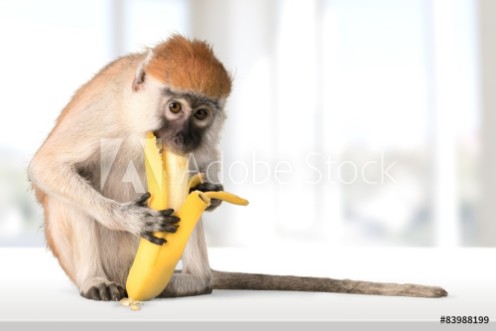 Bild på Monkey Banana Primate